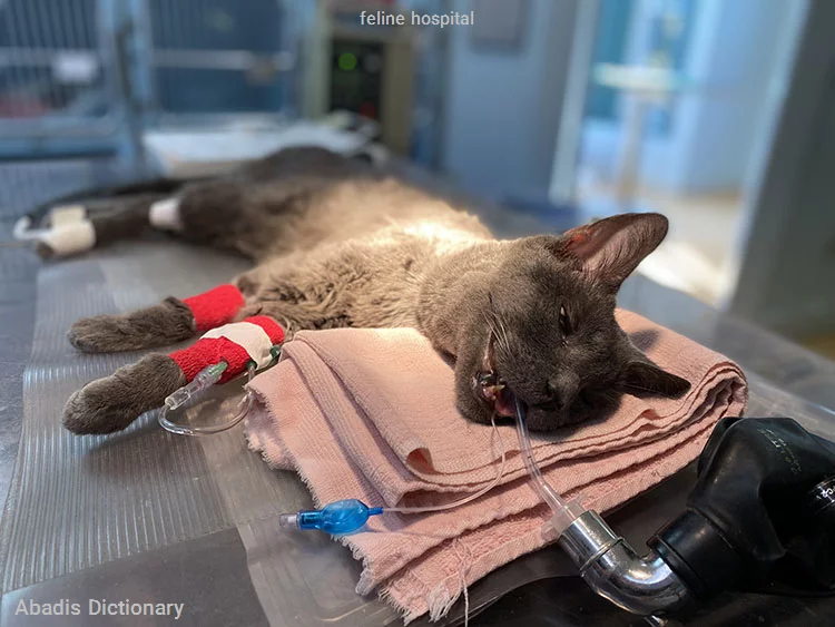 feline hospital